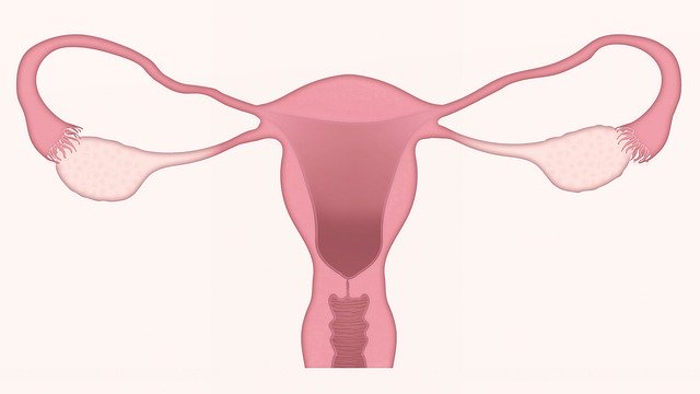 Fase Follicolare E Le Fasi Del Ciclo Mestruale Mammamoderna